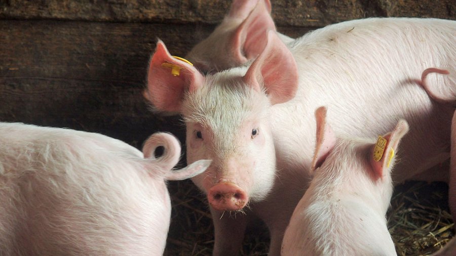 Schweine