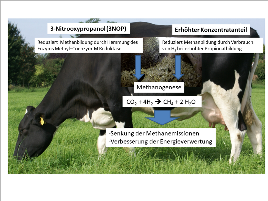 Schematische Darstellung des Prozess über dem Foto einer Kuh